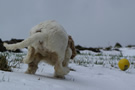 Dukeries' Clumber Spaniel Aven