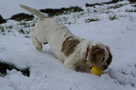 Dukeries' Clumber Spaniel Aven