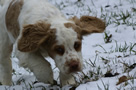 Dukeries' Clumber Spaniel Aven