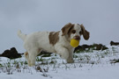 Dukeries' Clumber Spaniel Aven