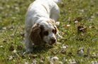 Dukeries' Clumber Spaniel Aven