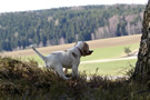 Dukeries' Clumber Spaniel Deli