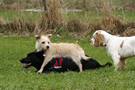 Dukeries' Clumber Spaniel Aven