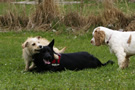 Dukeries' Clumber Spaniel Aven