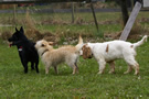 Dukeries' Clumber Spaniel Aven