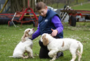 Dukeries' Clumber Spaniel Aven