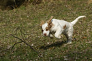 Dukeries' Clumber Spaniel Leya