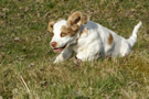 Dukeries' Clumber Spaniel Leya