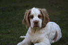 Dukeries' Clumber Spaniel Aven