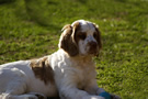 Dukeries' Clumber Spaniel Aven