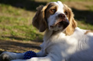 Dukeries' Clumber Spaniel Deli