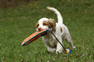 Dukeries' Clumber Spaniel Leya