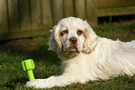 Dukeries' Clumber Spaniel Sparkle