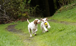 Dukeries' Clumber Spaniel Leya