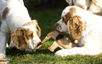 Dukeries' Clumber Spaniel Aven