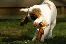 Dukeries' Clumber Spaniel Deli