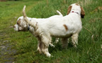 Dukeries' Clumber Spaniel Leya