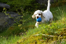 Dukeries' Clumber Spaniel Sparkle