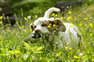 Dukeries' Clumber Spaniel Leya