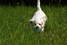 Dukeries' Clumber Spaniel Sparkle