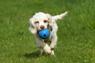 Dukeries' Clumber Spaniel Sparkle