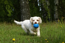 Dukeries' Clumber Spaniel Sparkle