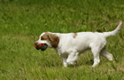 Dukeries' Clumber Spaniel Deli