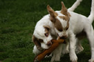 Dukeries' Clumber Spaniel Deli