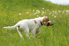 Dukeries' Clumber Spaniel Deli