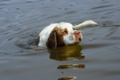 Dukeries' Clumber Spaniel Aven