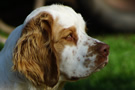 Dukeries' Clumber Spaniel Aven