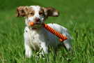 Dukeries' Clumber Spaniel Deli