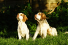 Dukeries' Clumber Spaniel Deli