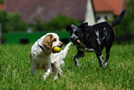 Dukeries' Clumber Spaniel Aven