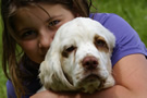 Dukeries' Clumber Spaniel Sparkle