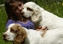 Dukeries' Clumber Spaniel Sparkle