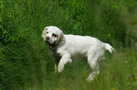 Dukeries' Clumber Spaniel Sparkle