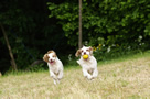 Dukeries' Clumber Spaniel Leya