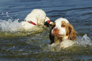 Dukeries' Clumber Spaniel Leya