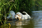 Dukeries' Clumber Spaniel Sparkle