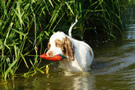 Dukeries' Clumber Spaniel Leya