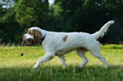 Dukeries' Clumber Spaniel Leya