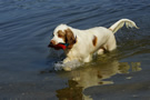 Dukeries' Clumber Spaniel Leya