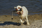 Dukeries' Clumber Spaniel Sparkle