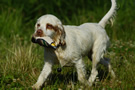 Dukeries' Clumber Spaniel Sparkle