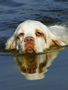 Dukeries' Clumber Spaniel Sparkle