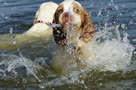 Dukeries' Clumber Spaniel Leya