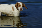 Dukeries' Clumber Spaniel Deli