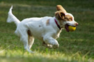 Dukeries' Clumber Spaniel Deli