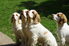 Dukeries' Clumber Spaniel Leya